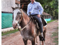 Gaucho, el nuevo caballo de la Granja Andar.